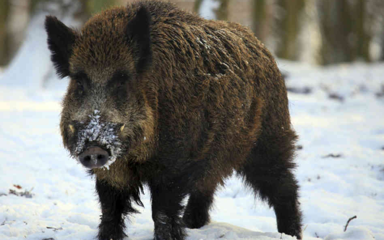 Sok kárt okoznak a vaddisznók Esztergomban