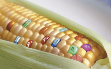FM: hajszálnyira a végső megállapodás a GMO-k termesztésének tagállami tiltásában