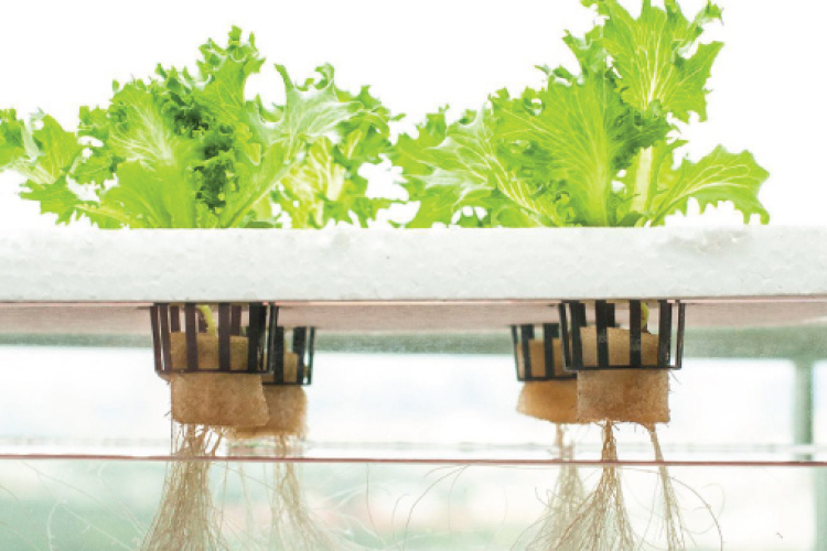 Jön az ősz, de a házunkban is termeszthetünk növényeket 