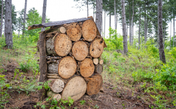 A méhek az erdő barátai  -  A Fiskars és a Pilisi Parkerdő úttörő kezdeményezése a fenntartható erdőkért