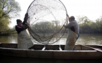 Készül a halgazdálkodást szabályozó miniszteri rendelet