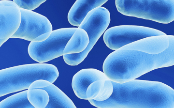 Halálos baktérium szabadult ki egy amerikai laboratóriumból